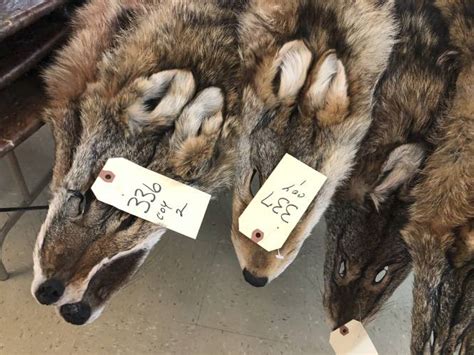 Coyote Fur Prices